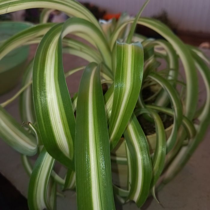 Цветок хлорофитум