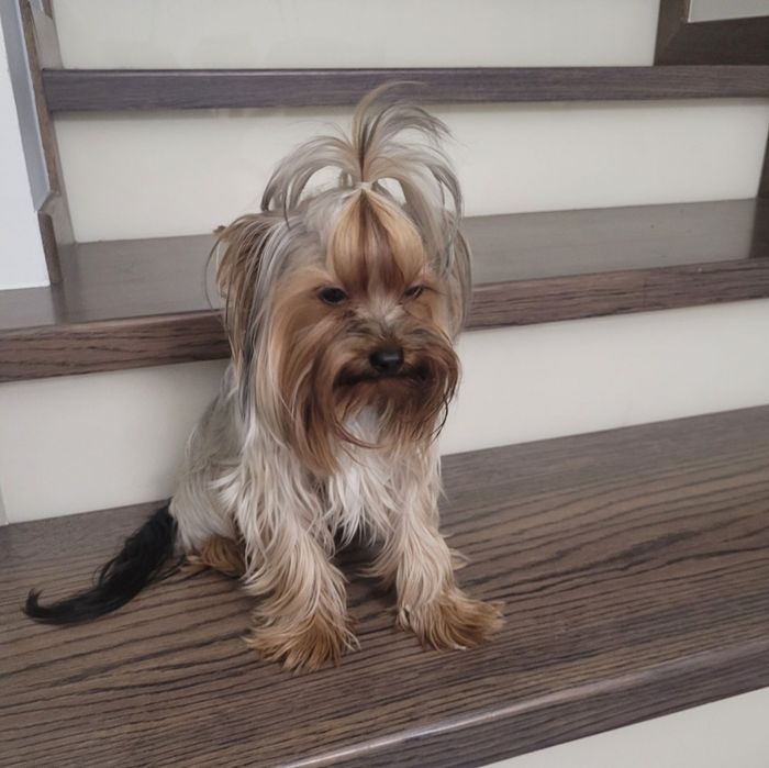 Yorkshire terrier miniaturka