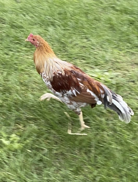 Koguty 5 miesięczne