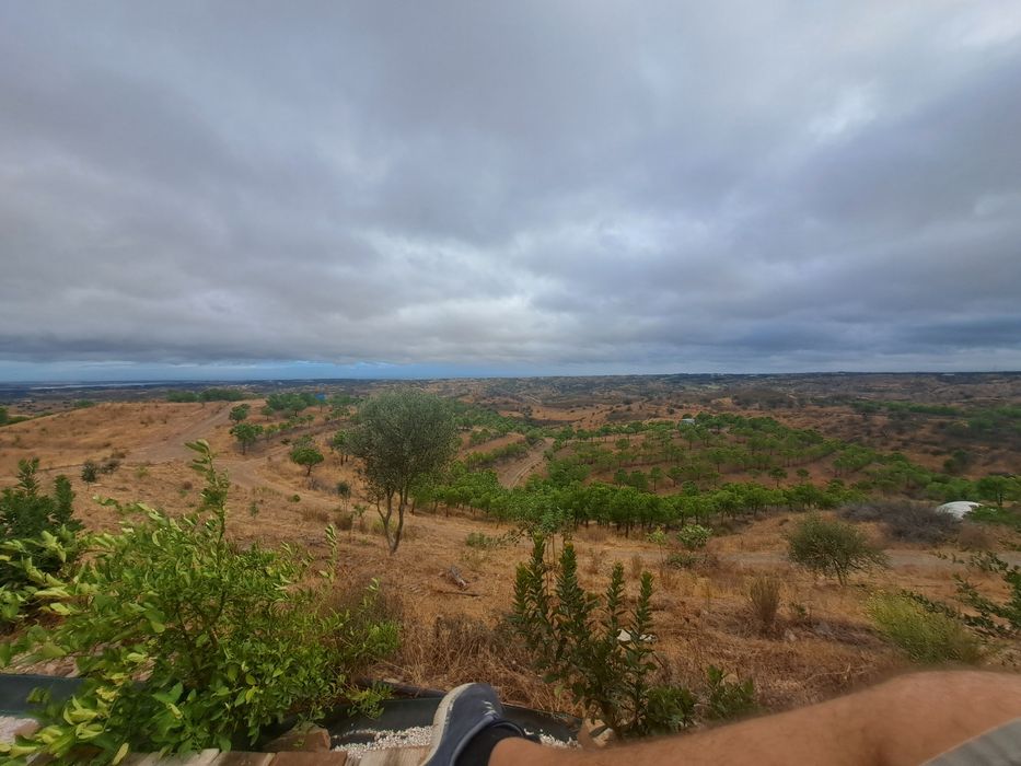 Venda terreno rustico 5,6 ha, com pinhal e árvores diversas