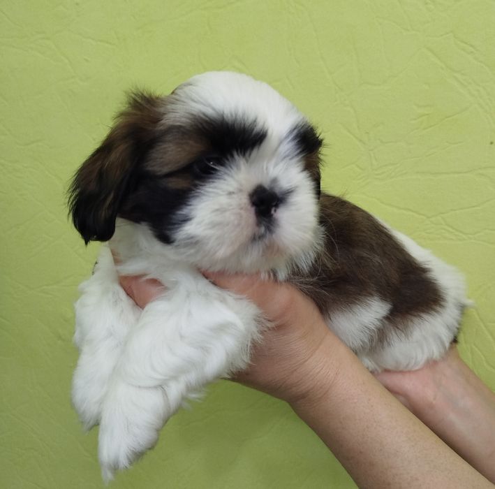 Чистокровний Ши-тцу хлопчик цуцик