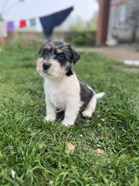 Jack russell terrier FCI