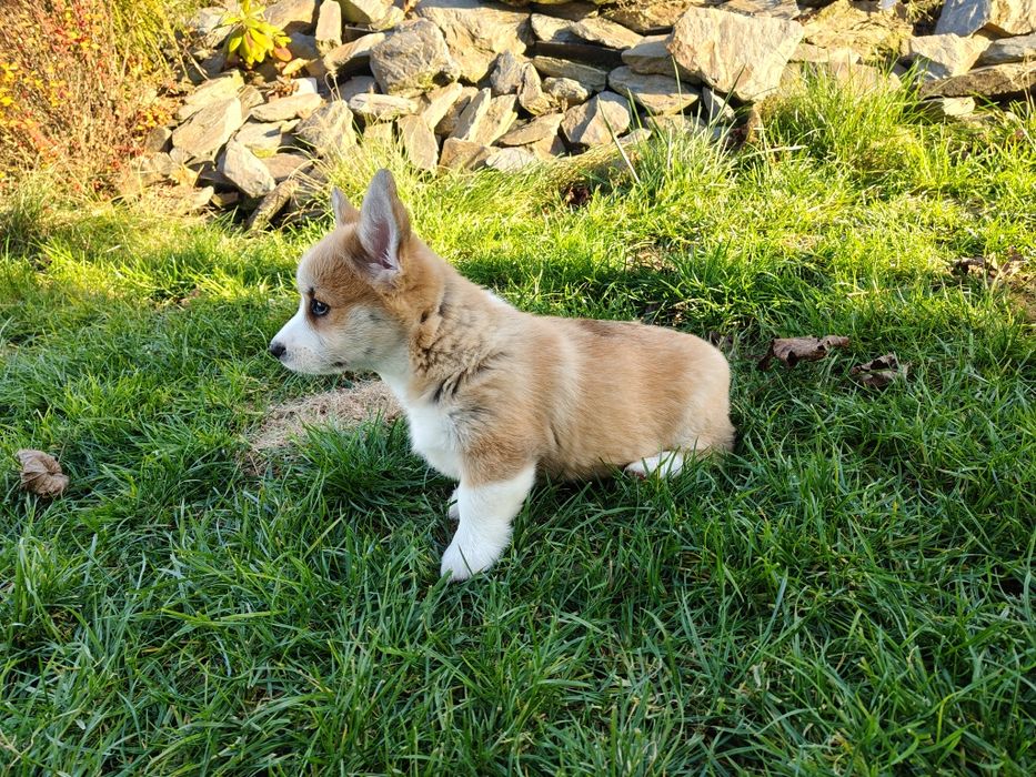 Piękna duża Welsh Corgi Pembroke FCI ruda z krótkim ogonem!