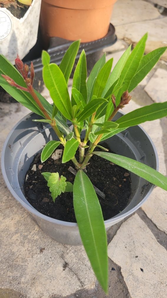 Oleander na kwiciu i inne ogrodowe