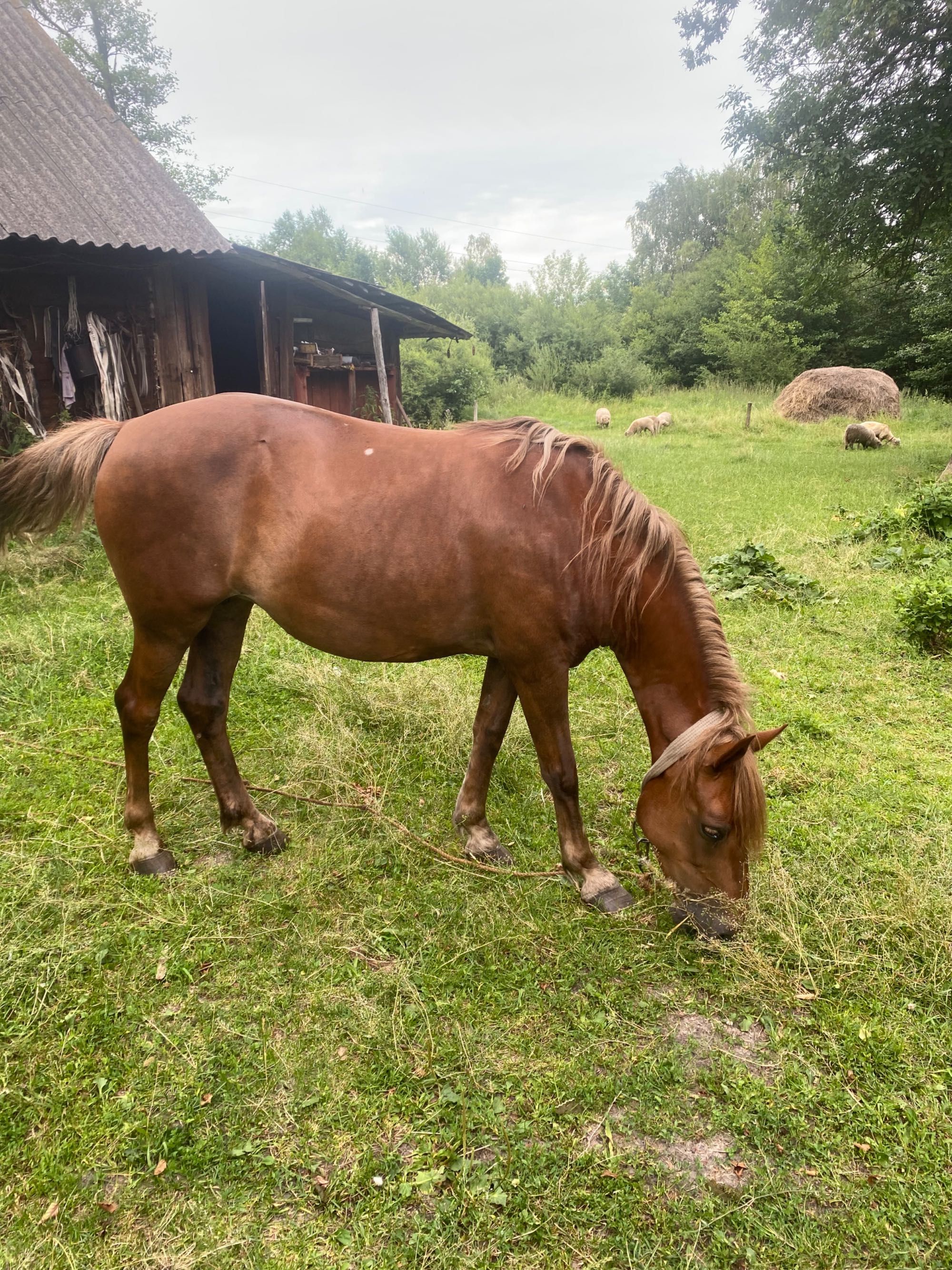 Продам кобилу 8 років.
