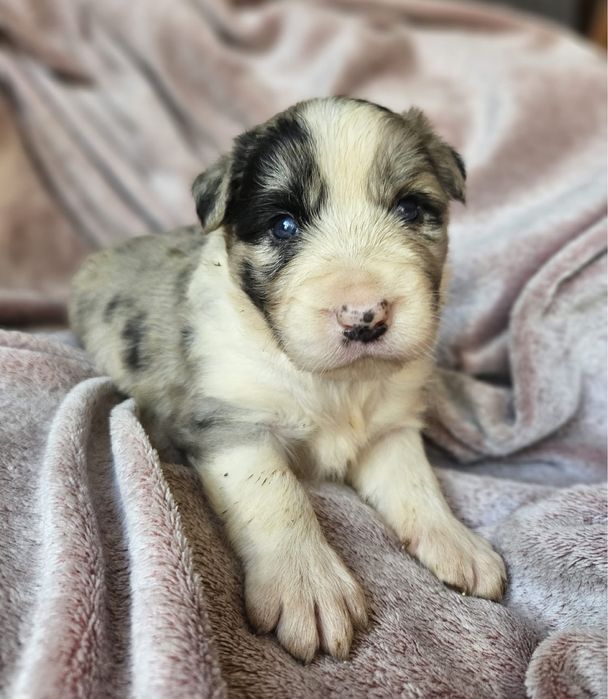 Piesek Border Collie ZKwP FCI