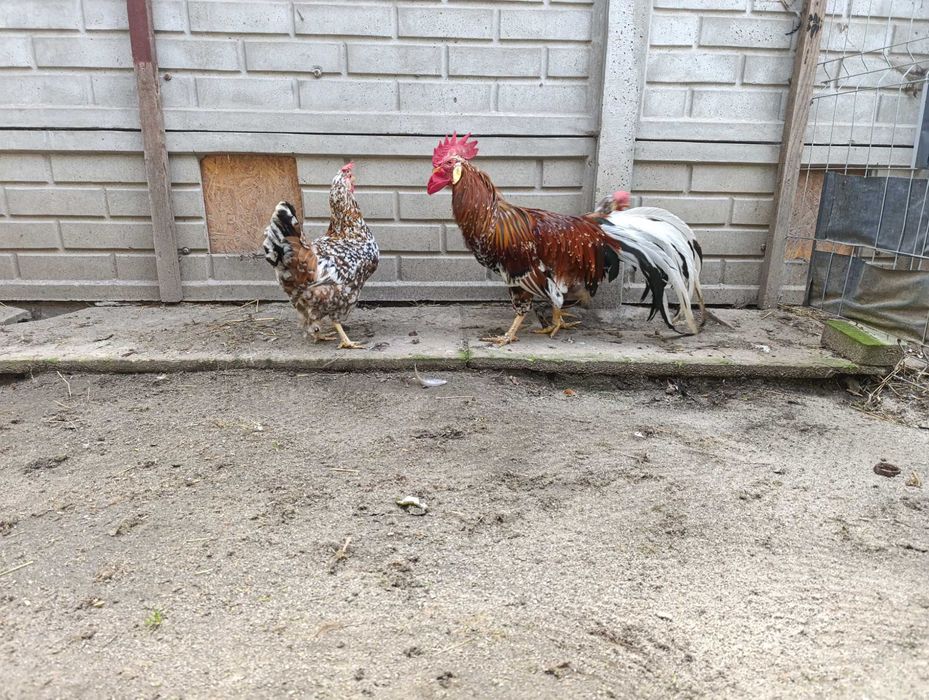 Włoszka porcelanowa kogut