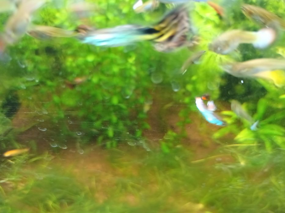 Vendo ou troco guppies