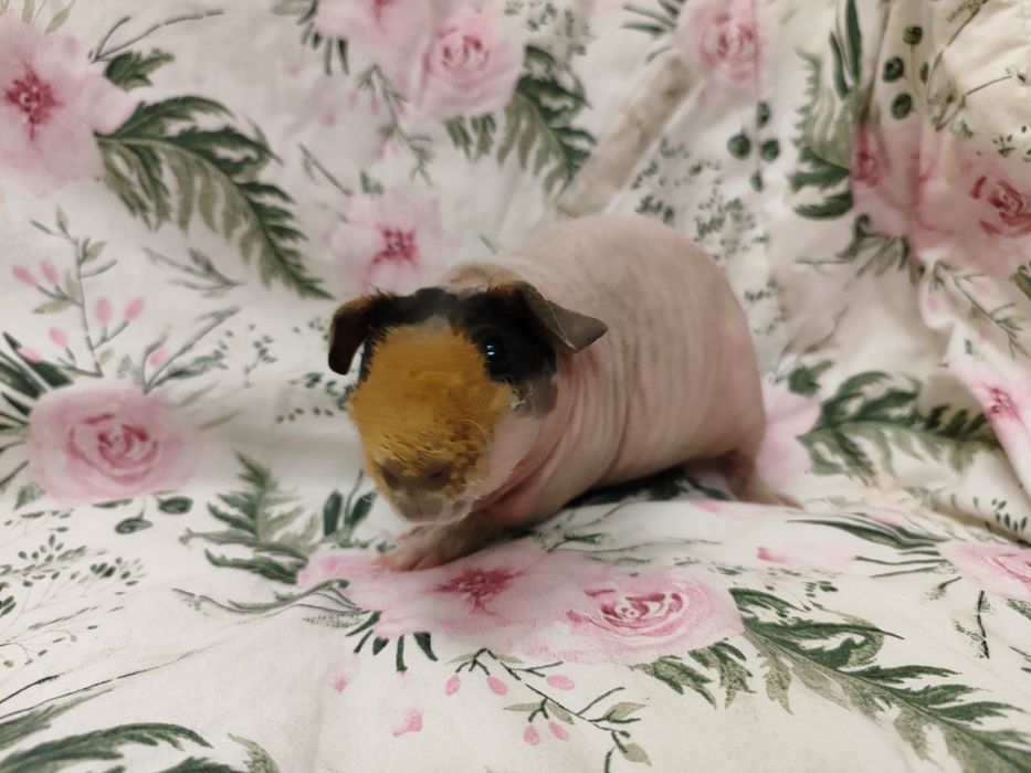 Морська свинка скінні хлопчик.