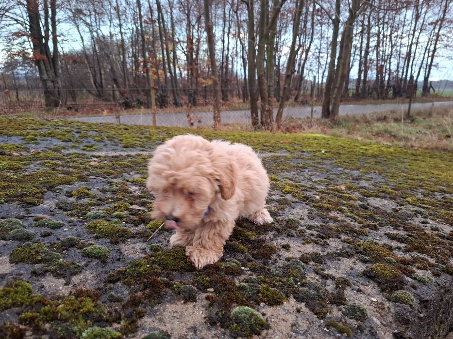 maltipoo szczeniak