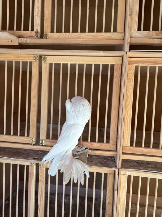 Garłacz, garłacze pomorskie