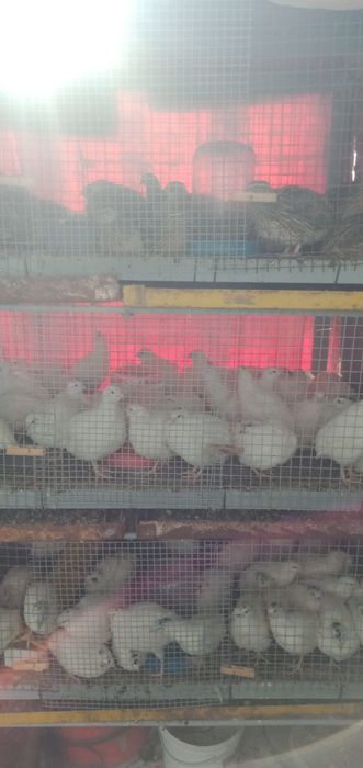 М'ясо, яйце перепелів, перепела добові, підрощені, несучки