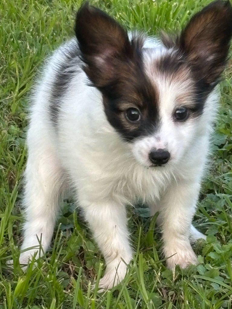 Papillon (spaniel kontynentalny) - piesek