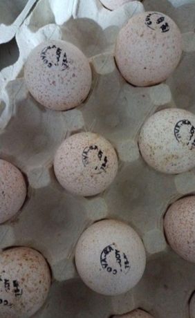 Индюк яйца для инкубации Венгрия, Канада. Есть опт