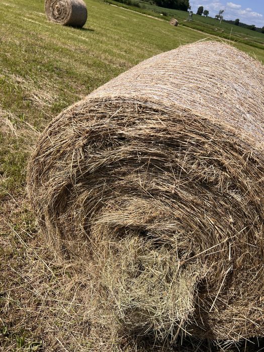 Siano 2025 w belach 120