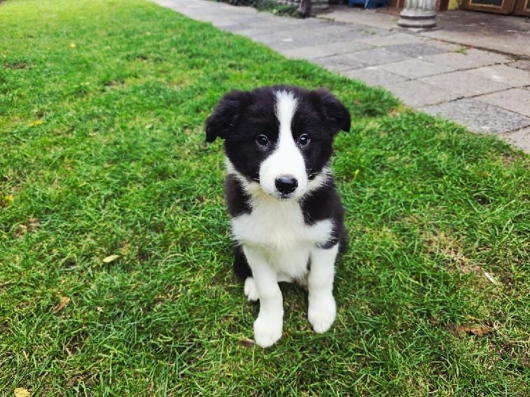 Border collie szczenię