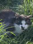 Kocurek senior Oczko do adopcji! W schronisku od 2lat...