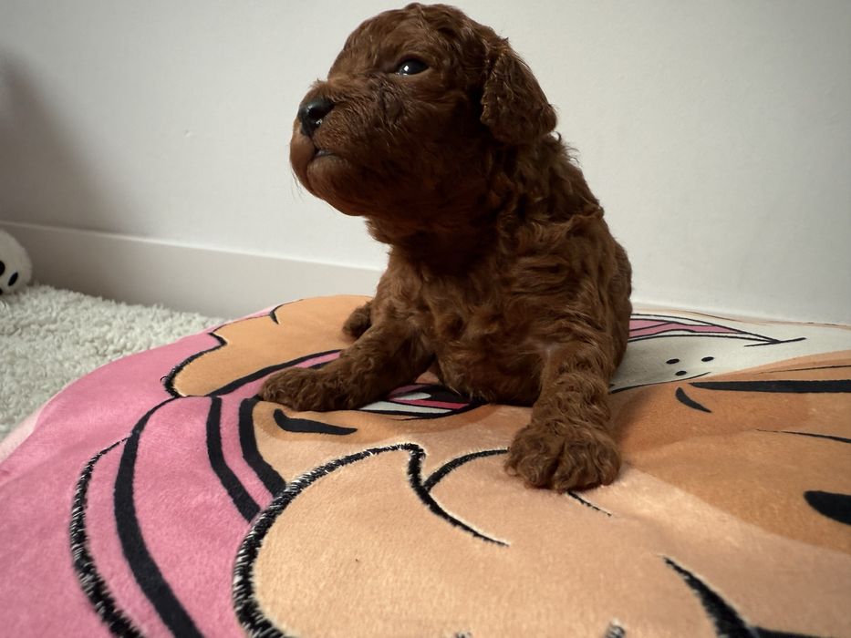 Pudel Toy Red Brown po małych rodzicach