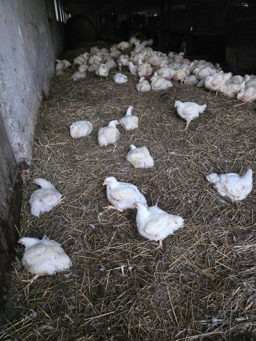 Kurczaki z własnej hodowli