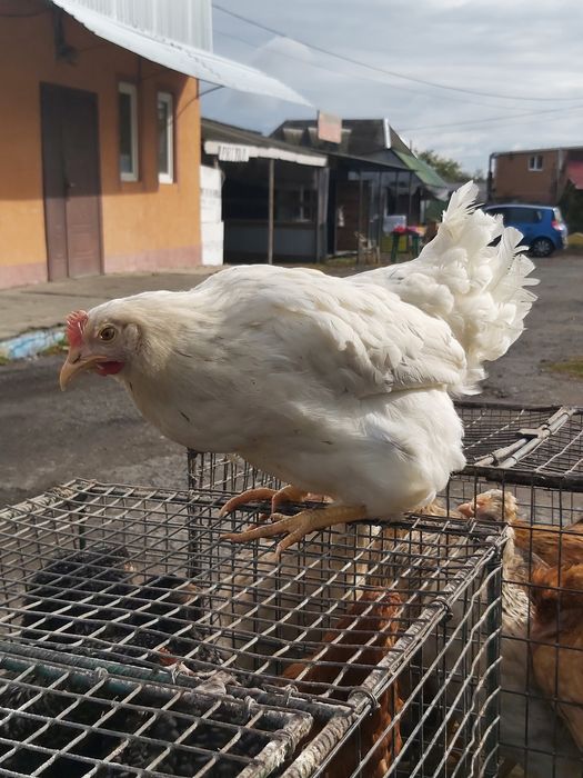 Ломаан сенді,5 міс,з першим яйцем