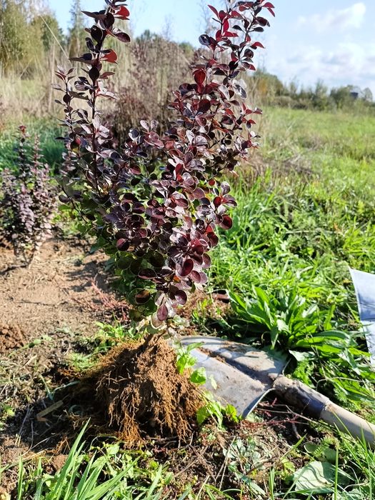 Барбарис Атропурпуреа