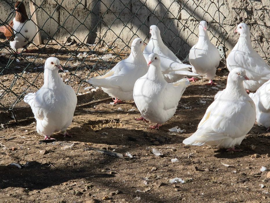 Gołębie mondajny sprzedam młode z 2025 roku
