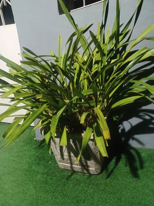 Vendo vaso  em cimento com orquídea