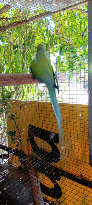 1 femea ring neck reprodutores