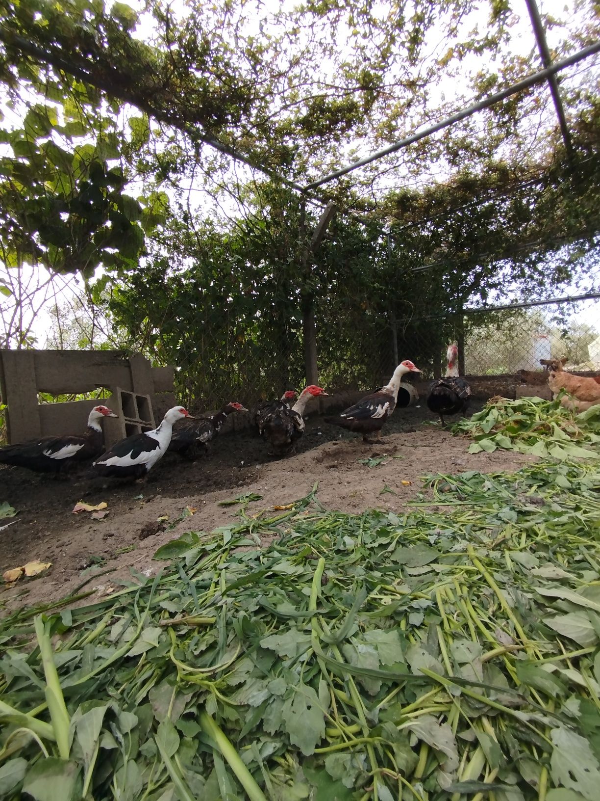 Patos mudos caseiros