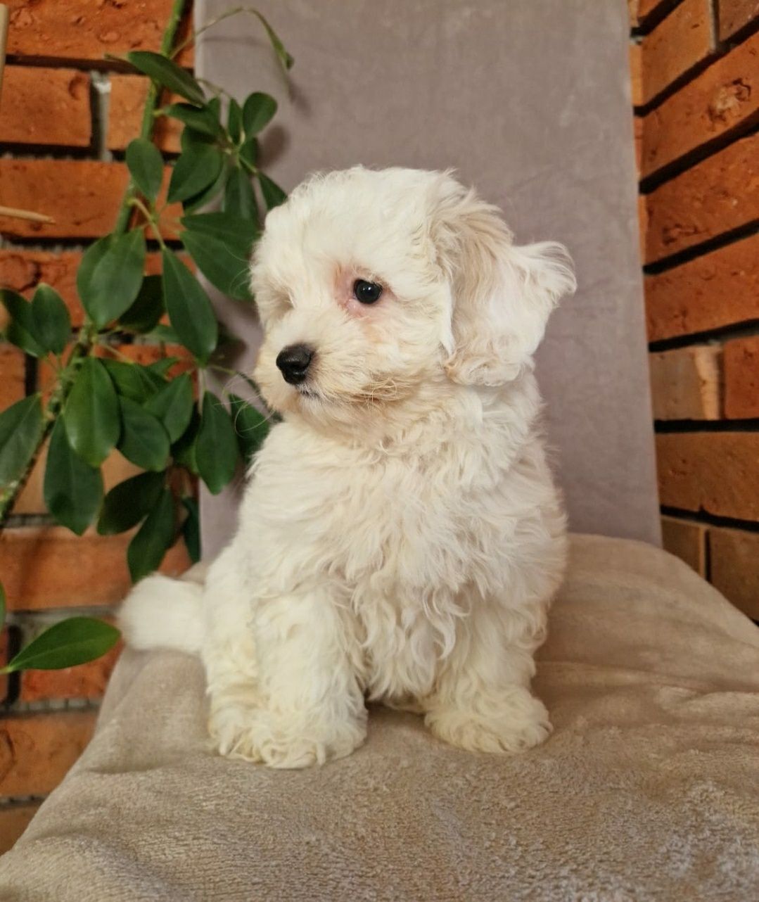 Maltipoo- Piękny Piesek F1