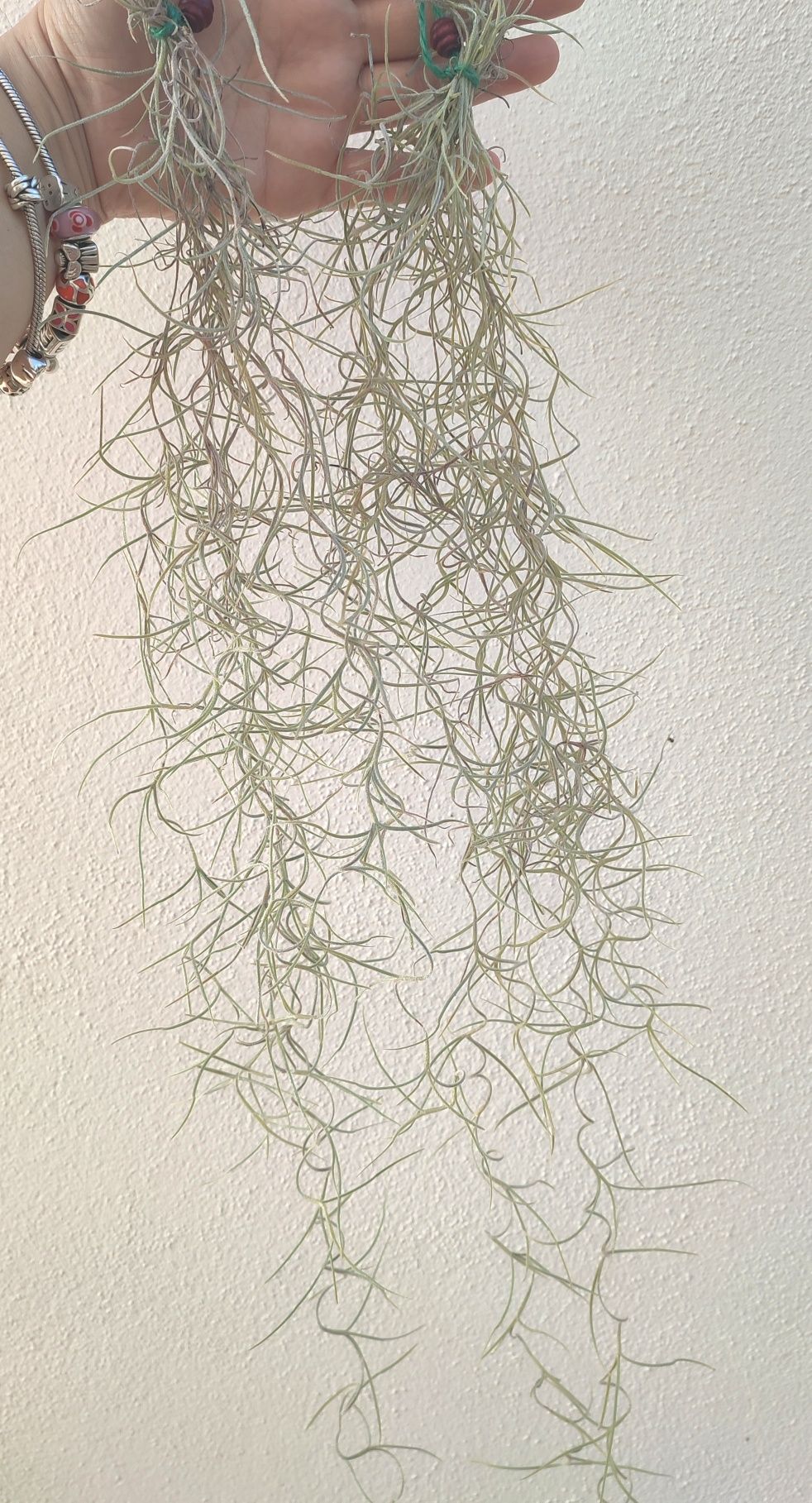 Tillandsias várias - plantas aéreas