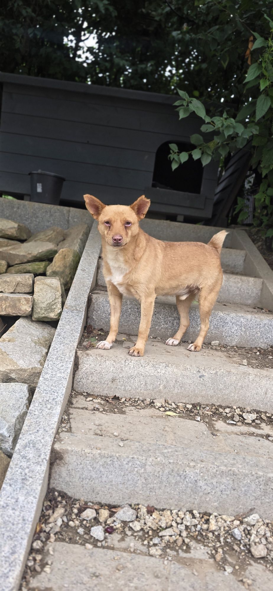 samiec do adopcji