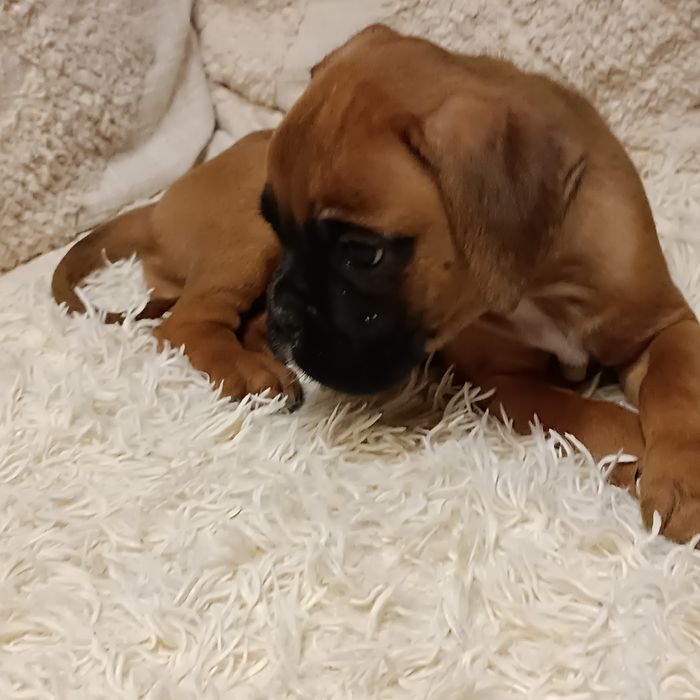 Bokser suczka szczeniak