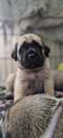 Mastiff angielski szczenięta