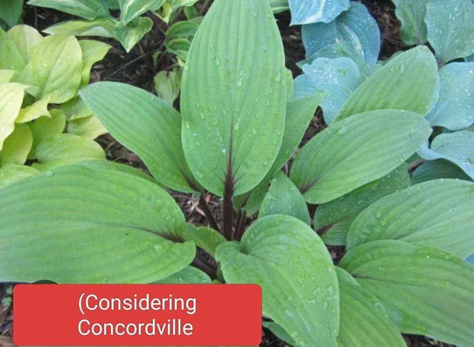 Продам хосту Considering Concordville