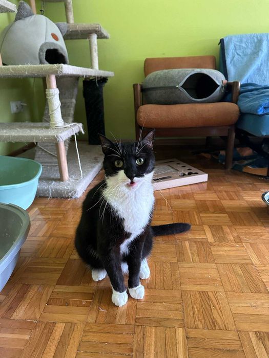 Spinek – idealny kot, który kocha ludzi szuka domu - kocur do adopcji