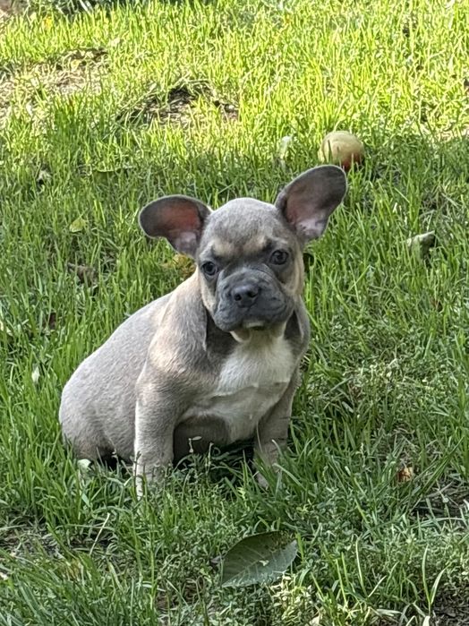 Buldog Francuski suczka