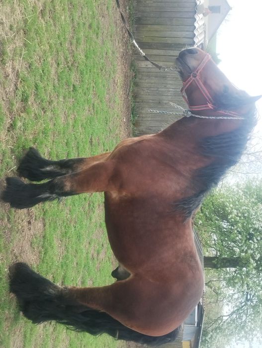 Sprzedam ogiera makler