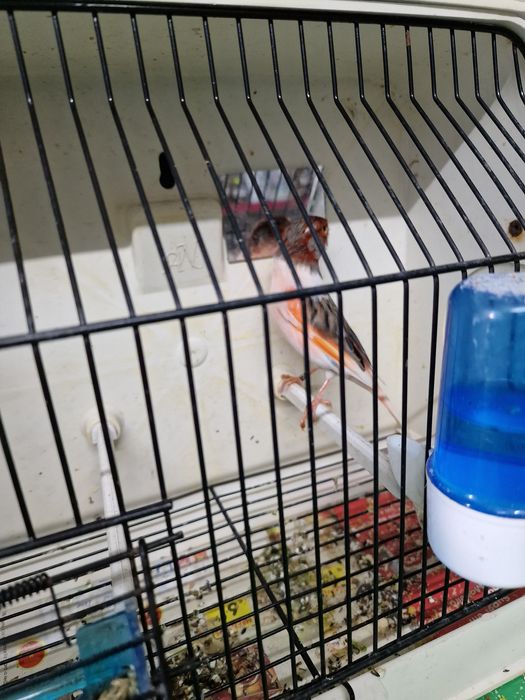 Canarios varias raças