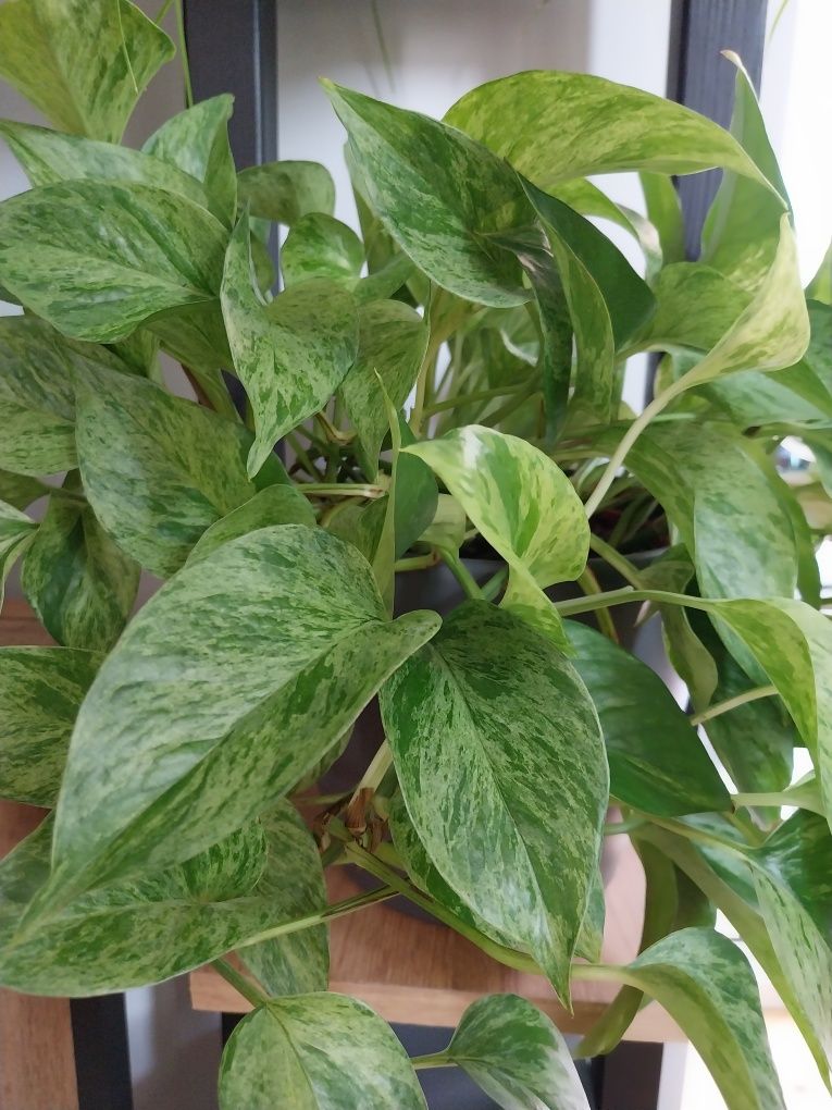 Syngonium Filodendron Scindapsus Epipremnum Hoya Monstera variegata sp