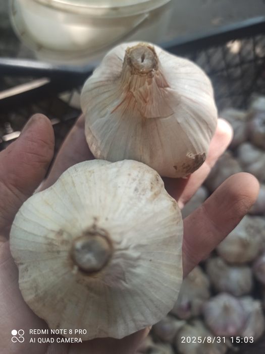 Продам часник великий сортовий Гулівер та Гермідор.Ціна 120 грн.