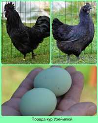 Продажа инкубационного яйца Ухейилюй (элитные)