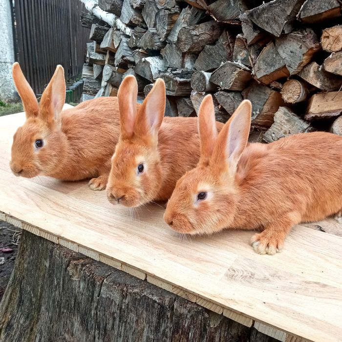 КРОЛІ ТА КРОЛЕНЯТА бургундія, панон 2 міс., 4,5 міс.