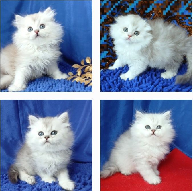 Серебристая шиншилла длинношерстные британские