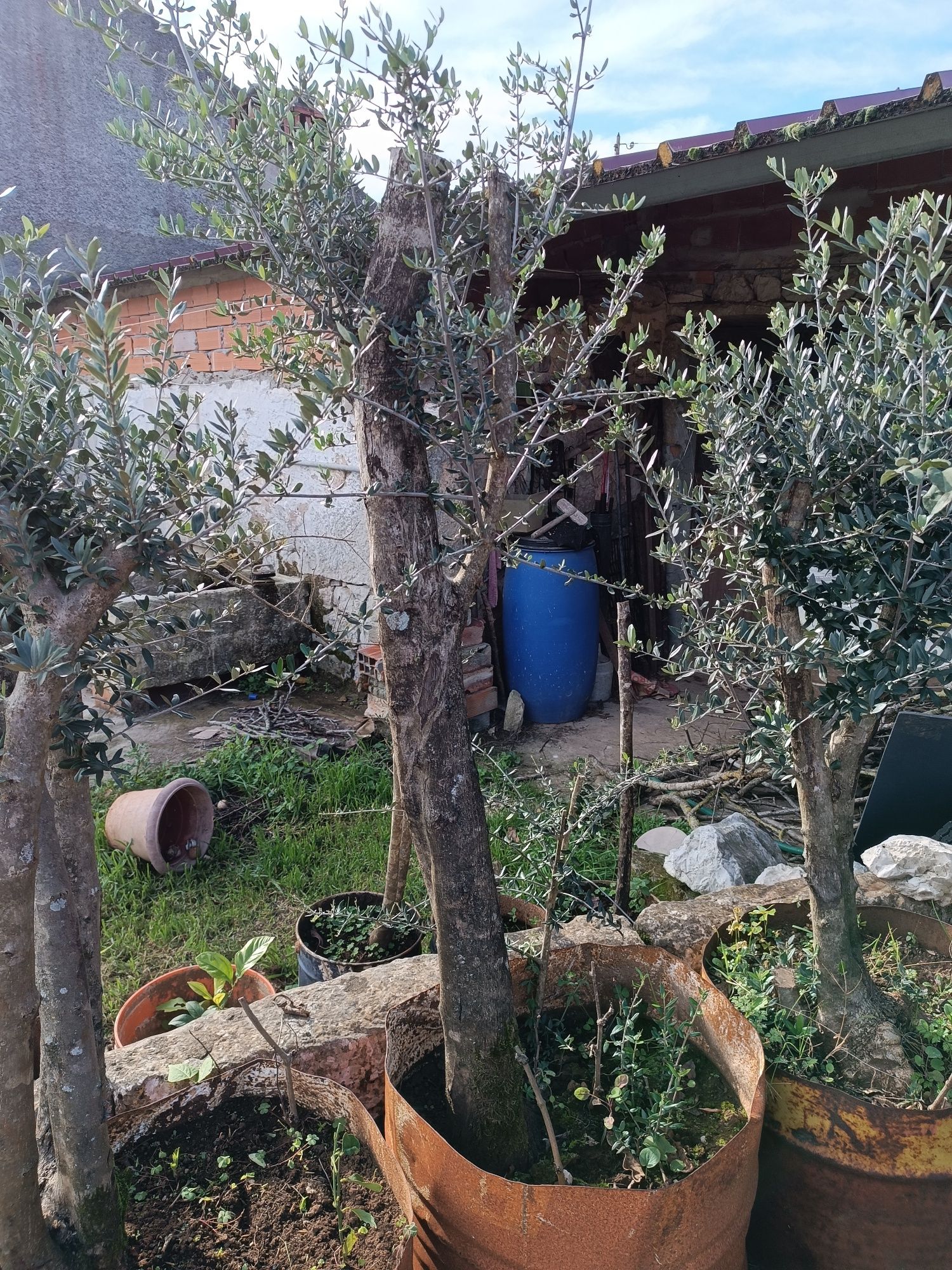 Oliveiras para jardim