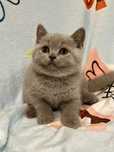 Gato British shorthair