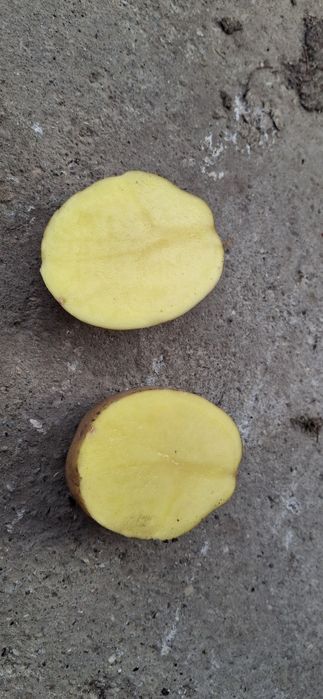 Sprzedam ziemniaki  soraya 0.70zl za kg