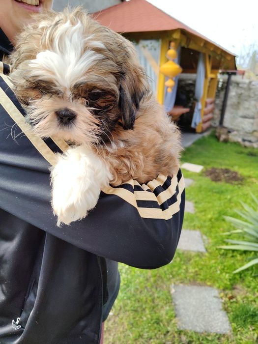 Piękna Shih Tzu z rodowodem