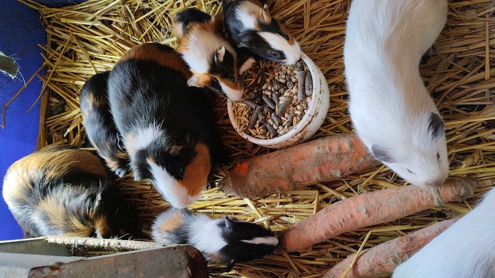 Swinki morskie młode