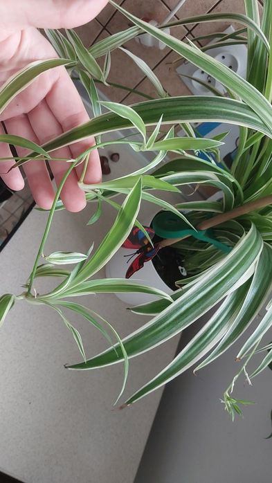 Kwiat zielistka sadzonki